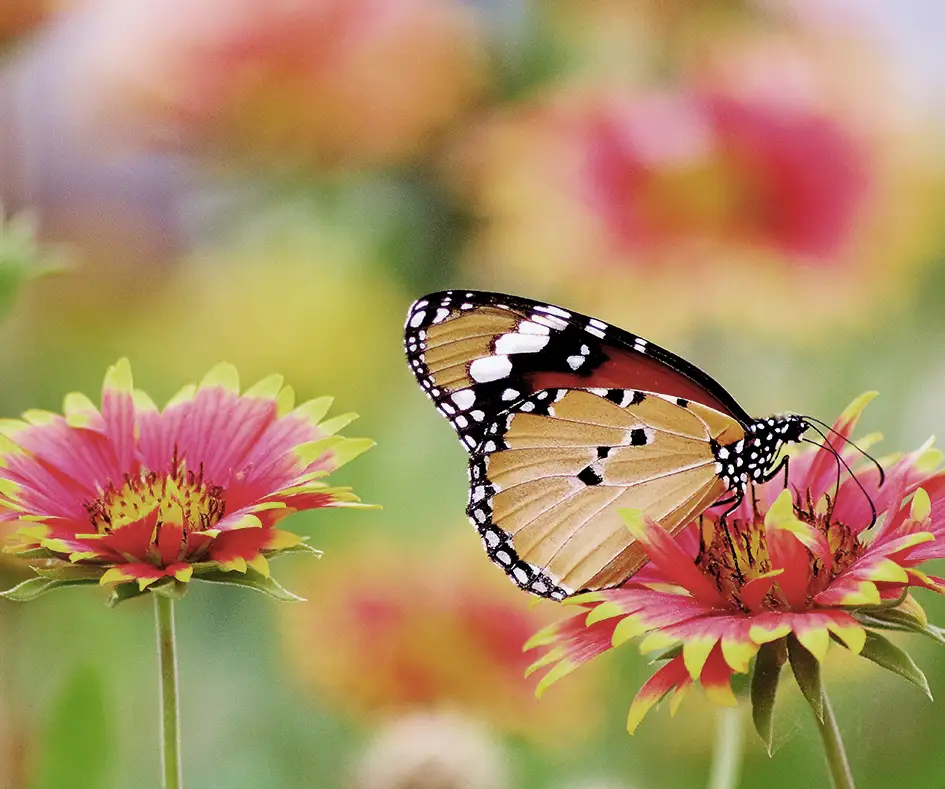 Thérapie en relation d'aide